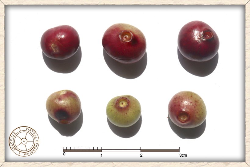 Syzygium caryophyllatum ripe berries