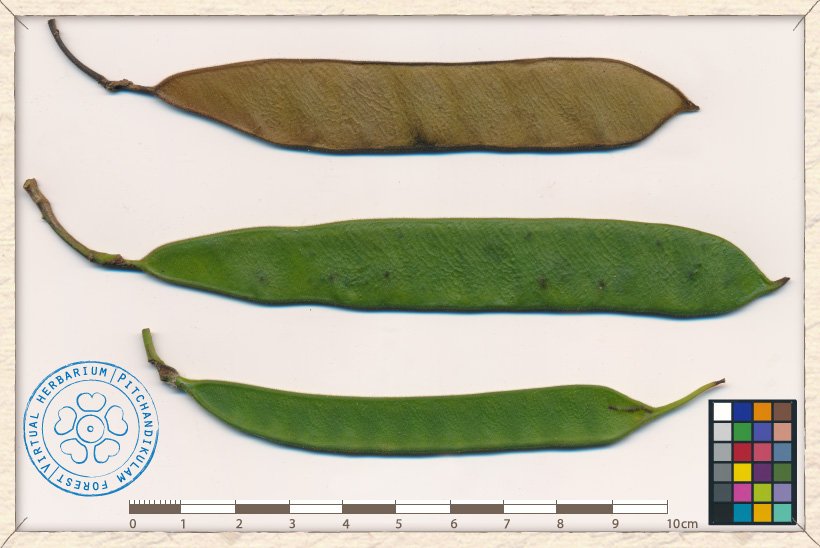 fruit development, from unripe (bottom) to ripe (top)