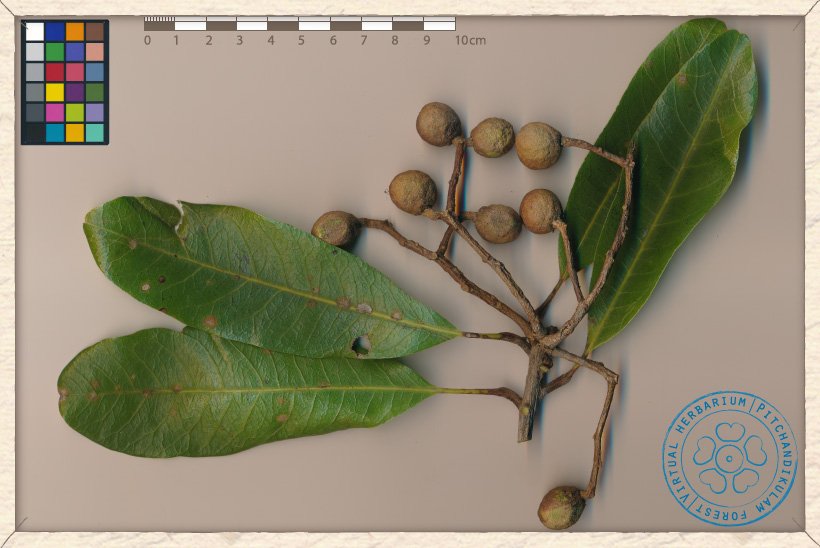 Buchanania axillaris fruits
