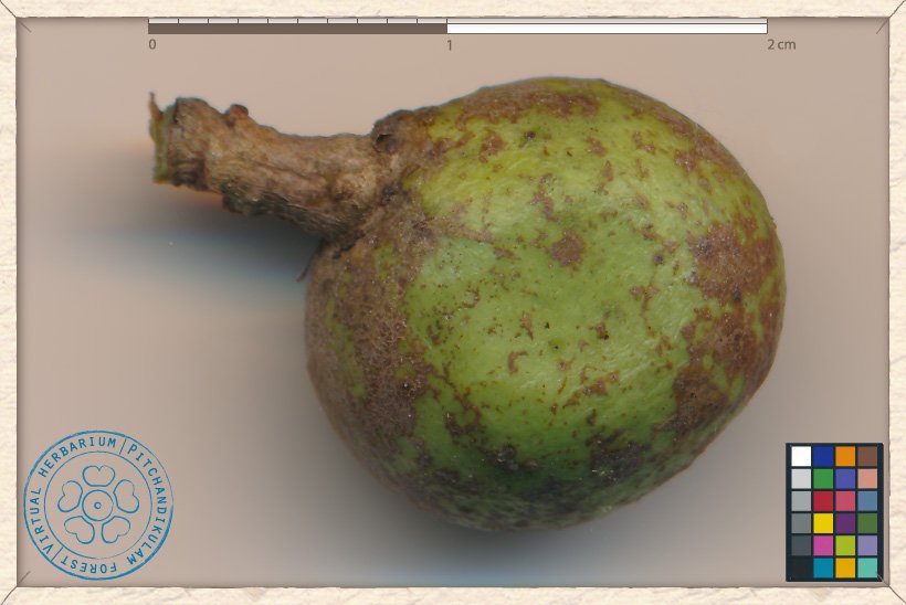 Buchanania axillaris fruit