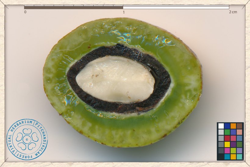 Buchanania axillaris fruit transversal section