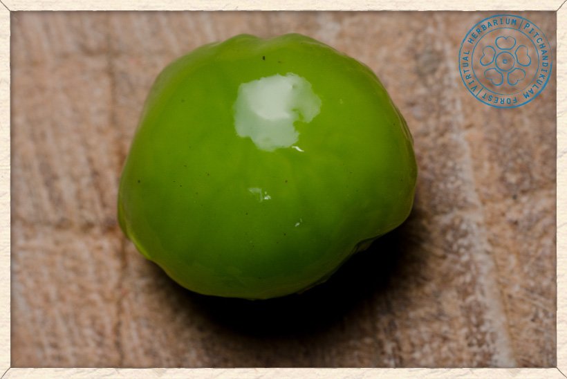 Buchanania axillaris fruit pulp