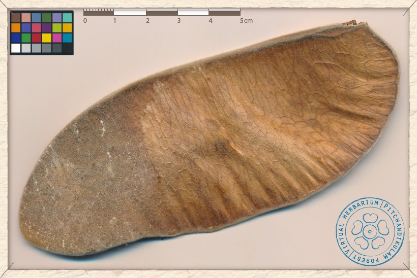 Butea monosperma pod