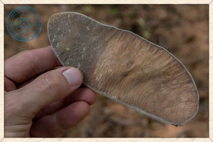 Butea monosperma pod