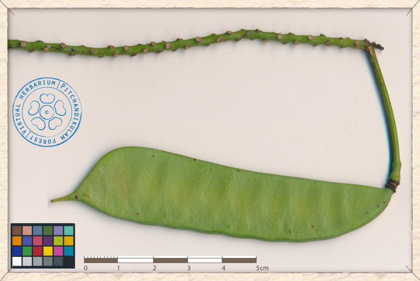 Caesalpinia pulcherrima unripe pod
