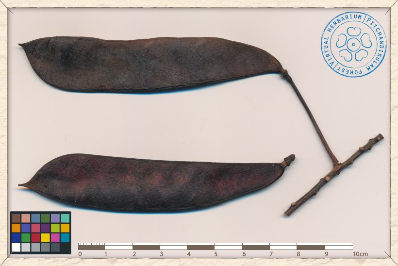 Caesalpinia pulcherrima ripe pods