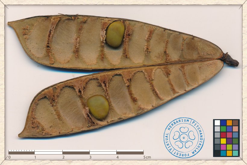 Caesalpinia pulcherrima open pod with immature seeds