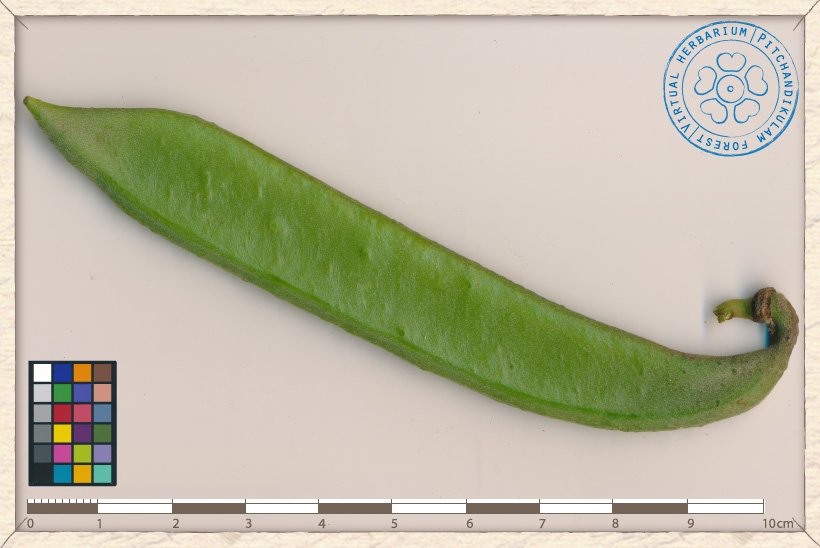 Canavalia cathartica unripe fruit