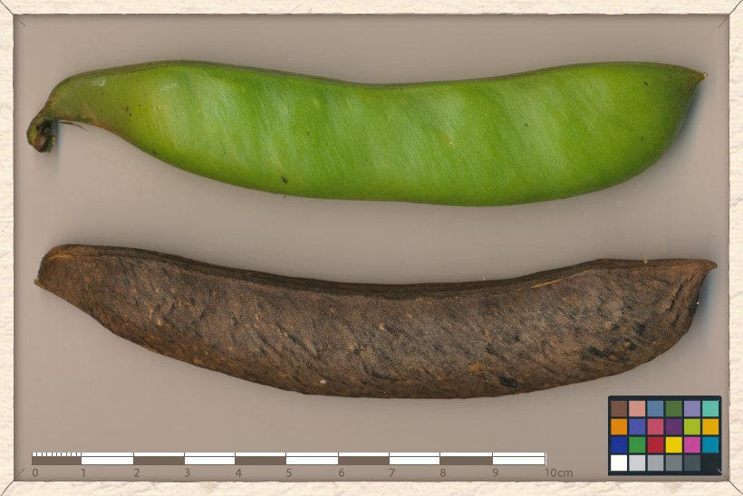 Canavalia cathartica unripe and ripe pods