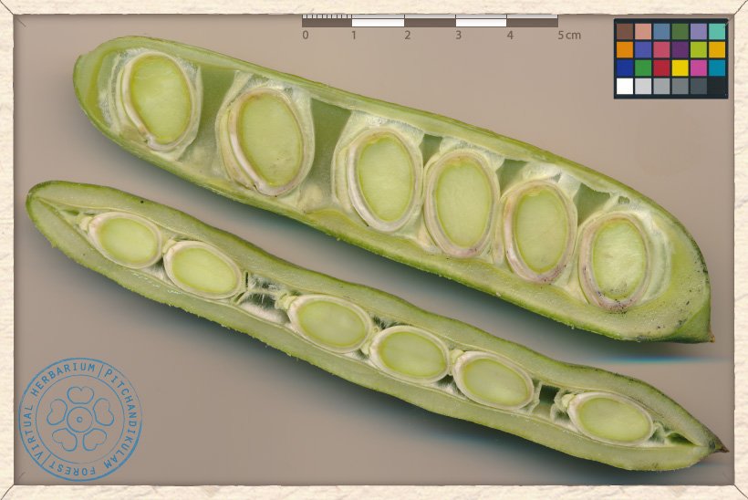 Canavalia cathartica unripe pod longitudinal sections