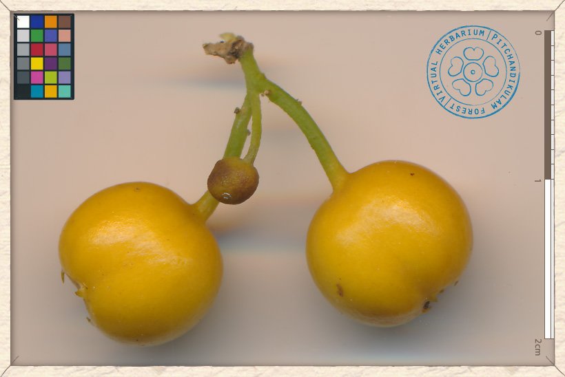 Canthium coromandelicum fruits