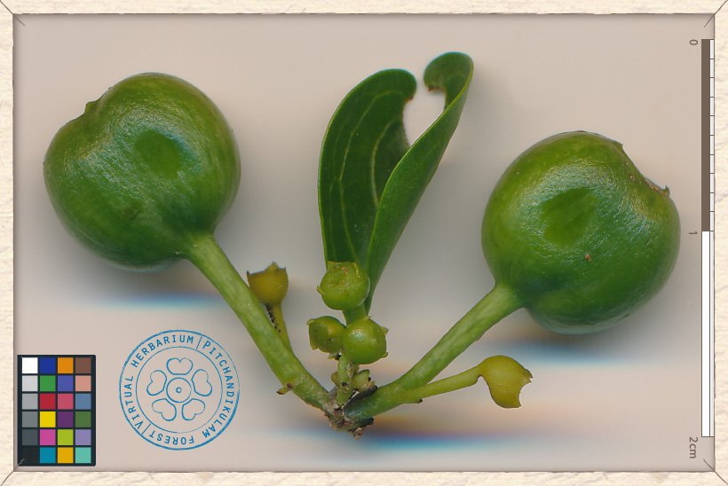 Canthium coromandelicum unripe fruits