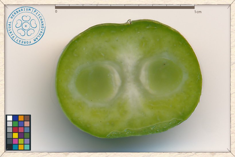 Canthium coromandelicum fruit transversal section