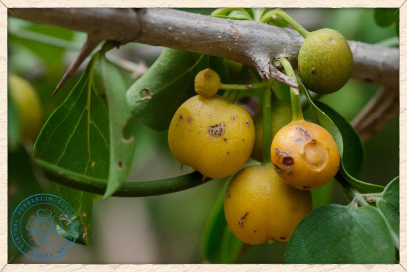 Canthium coromandelicum fruits