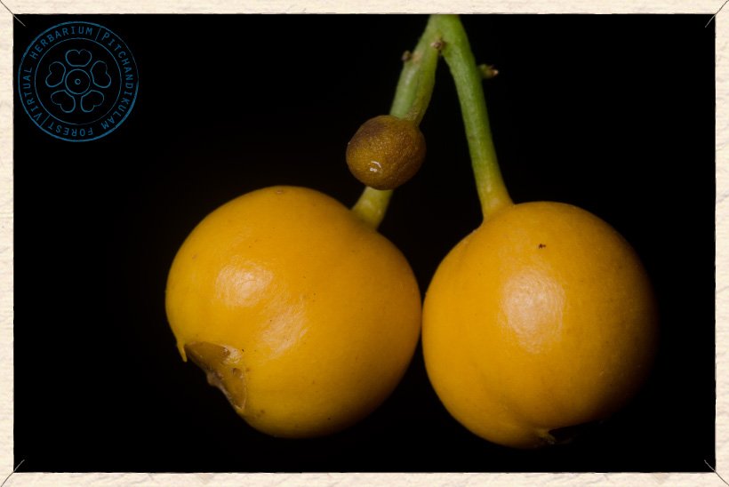 Canthium coromandelicum fruits