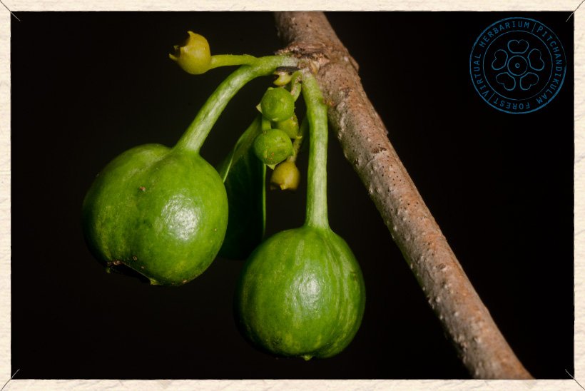 Canthium coromandelicum unripe fruits