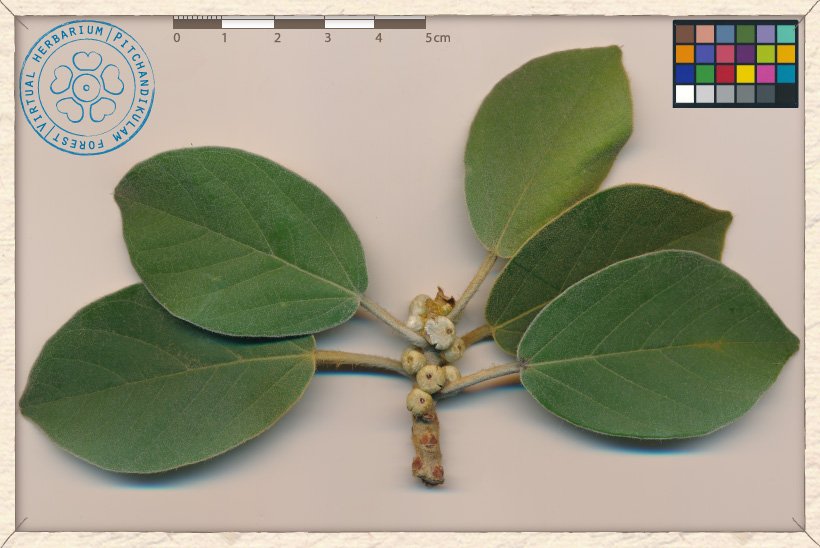 Ficus mollis infrutescences (the figs) enclosing the fruits (tiny achenes)
