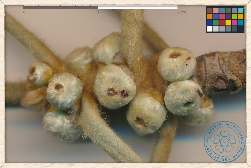 Ficus mollis infrutescences (the figs) enclosing the fruits (tiny achenes)