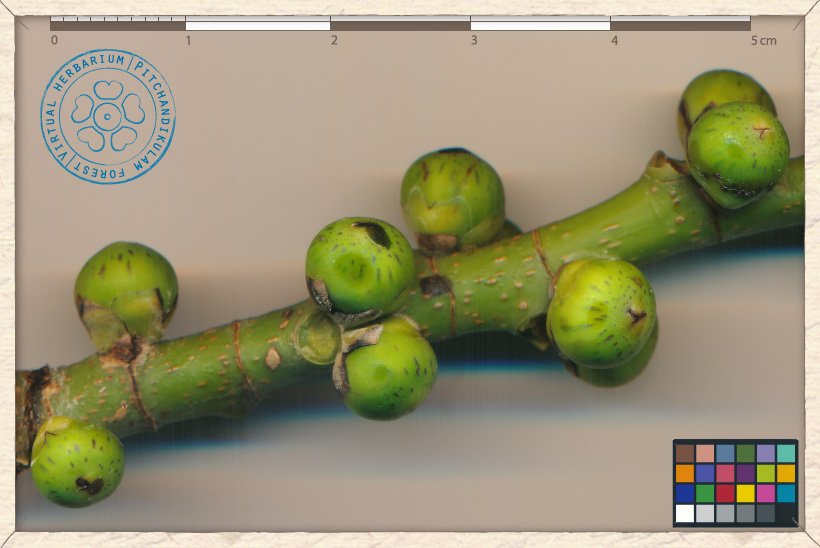 Ficus religiosa unripe figs