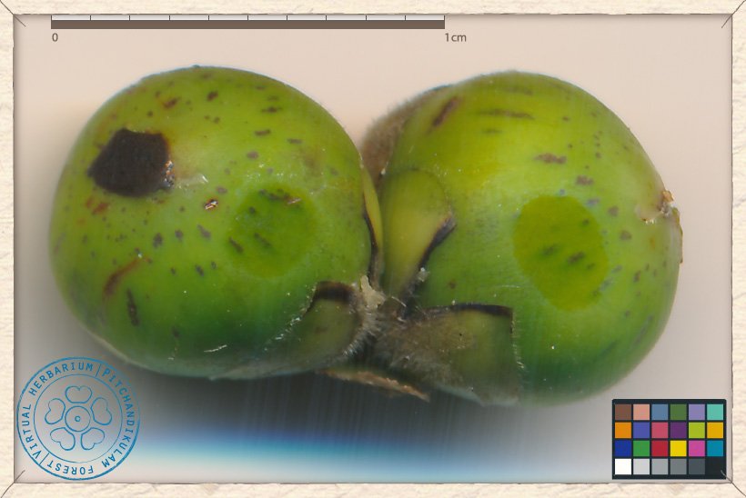 Ficus religiosa paired figs