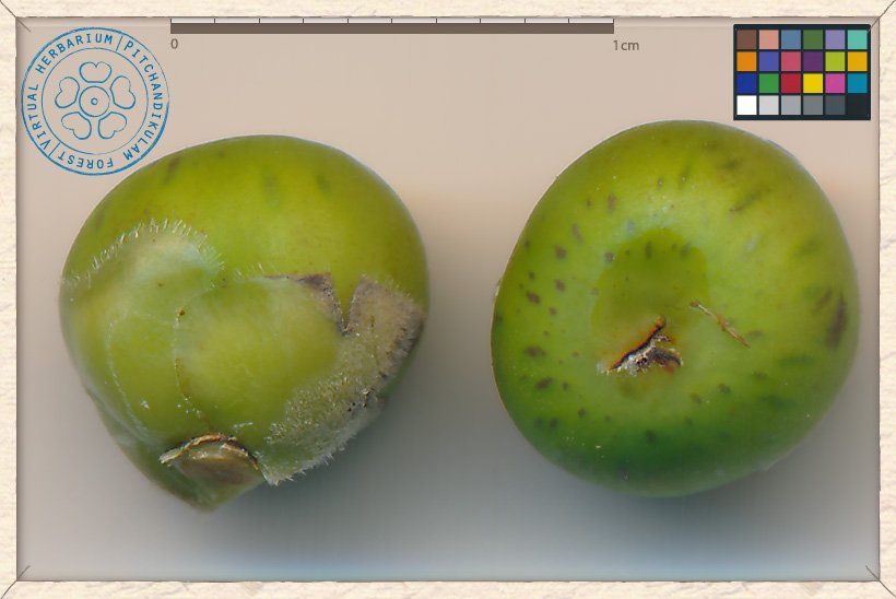Ficus religiosa syconium (lateral and upper sides)