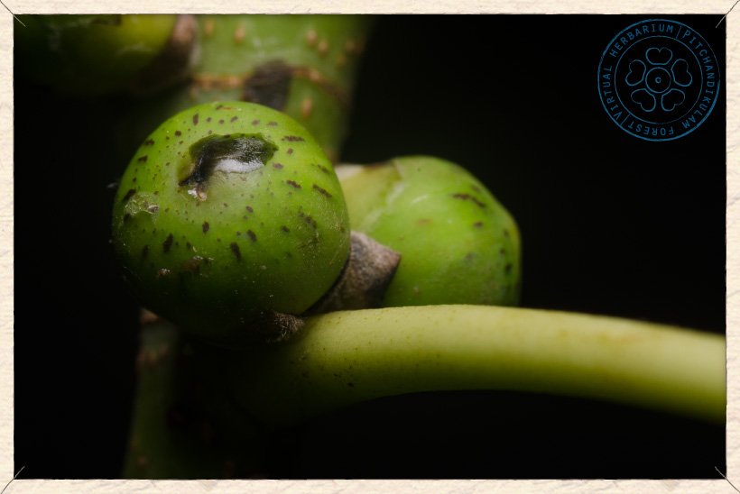 Ficus religiosa figs