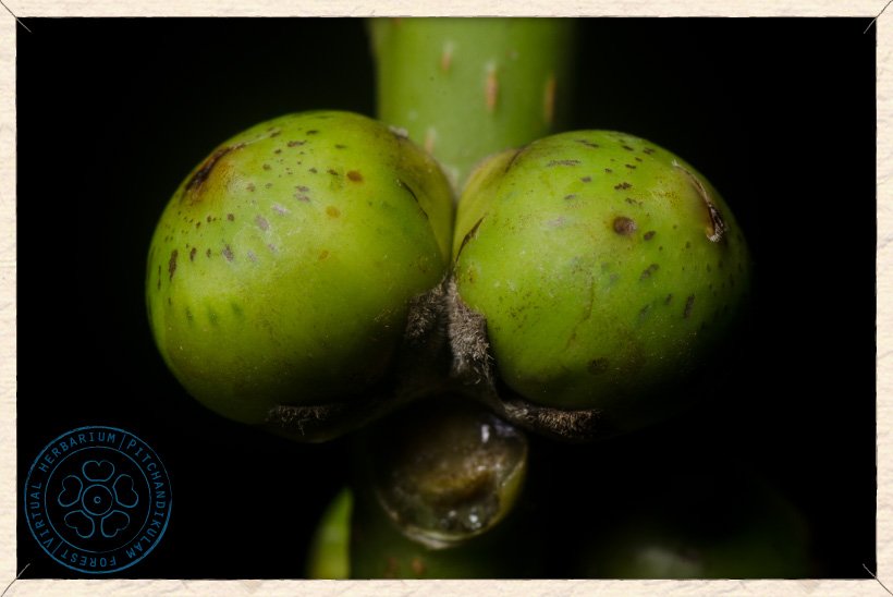 Ficus religiosa paired figs
