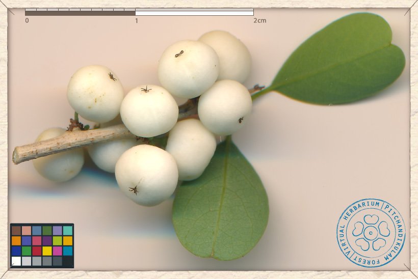 Flueggea leucopyrus fruits