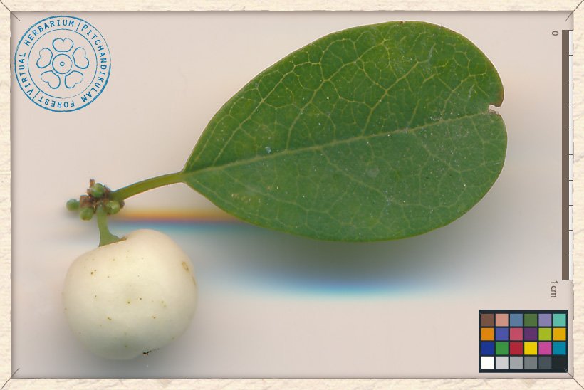 Flueggea leucopyrus fruit