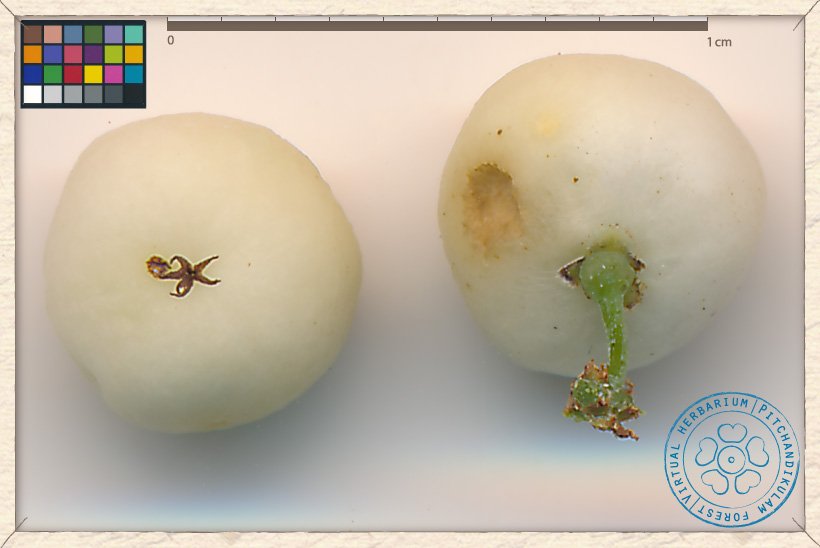 Flueggea leucopyrus fruit