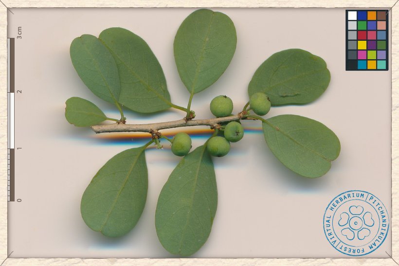 Flueggea leucopyrus unripe fruits