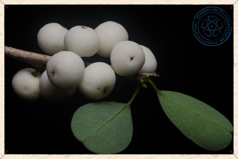 Flueggea leucopyrus fruits