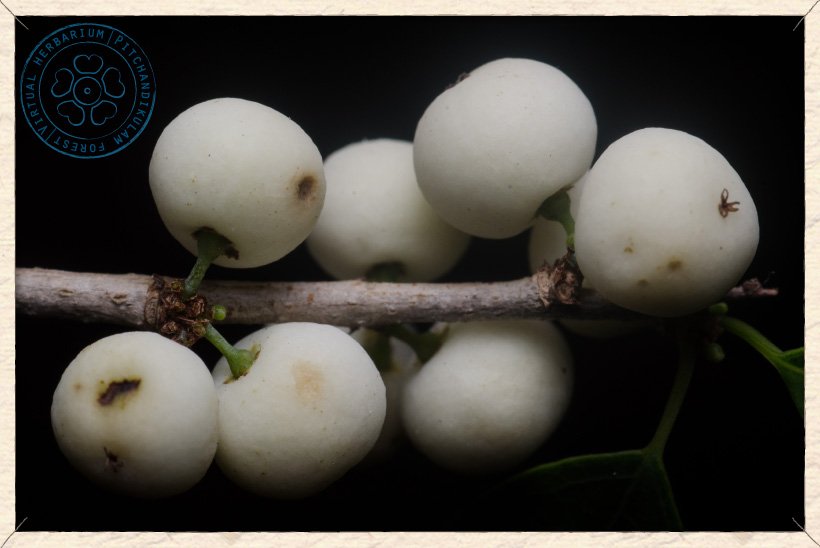 Flueggea leucopyrus fruits