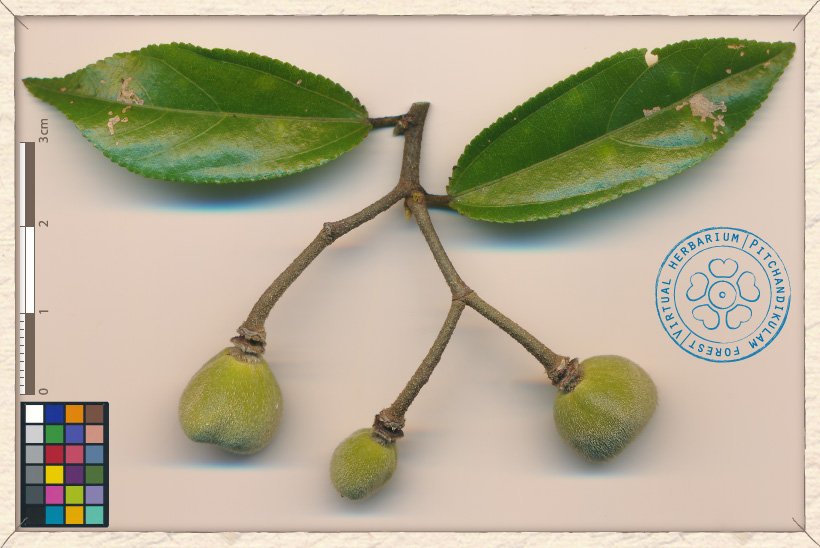 Grewia carpinifolia fruiting twig (unripe fruits)