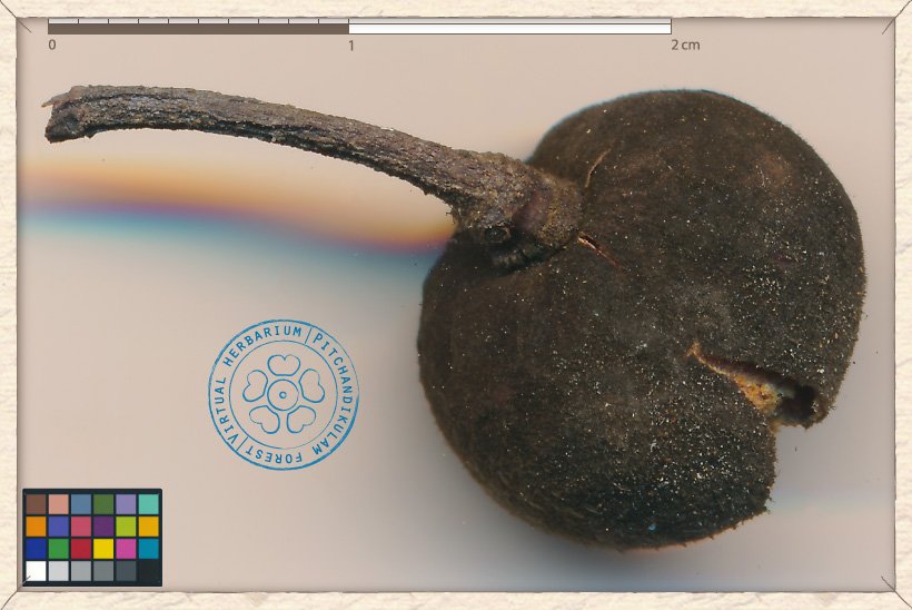 Grewia carpinifolia ripe fruit