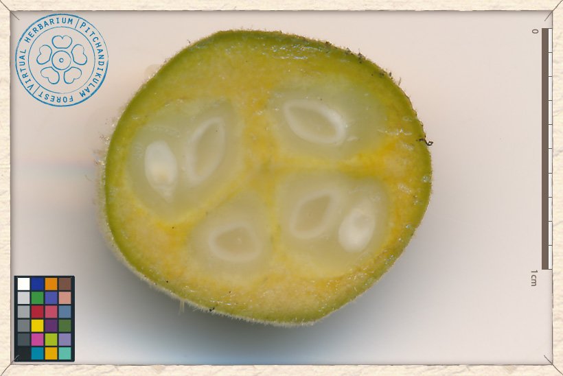 Grewia carpinifolia unripe fruit