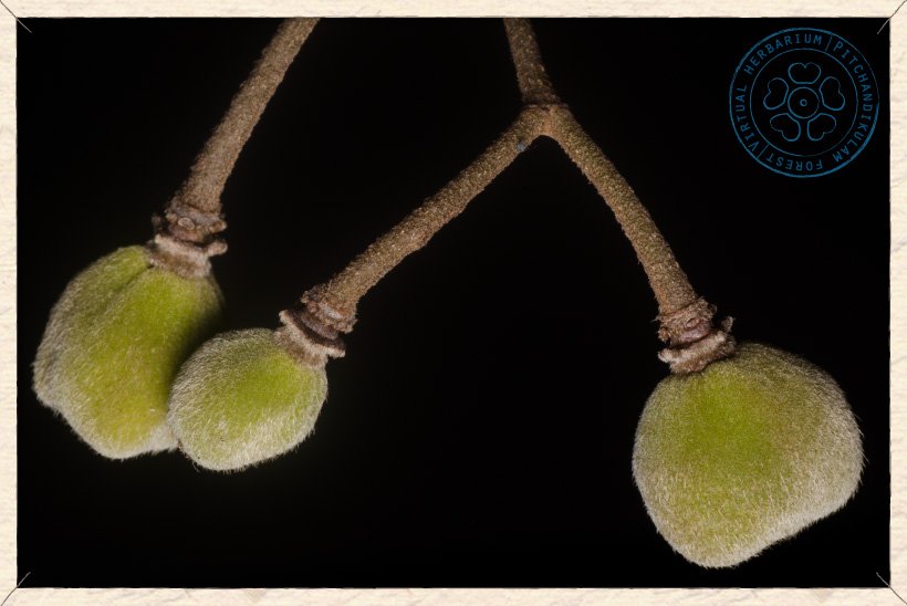 Grewia carpinifolia unripe fruit transversal section