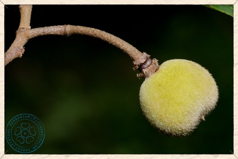 Grewia carpinifolia unripe fruits