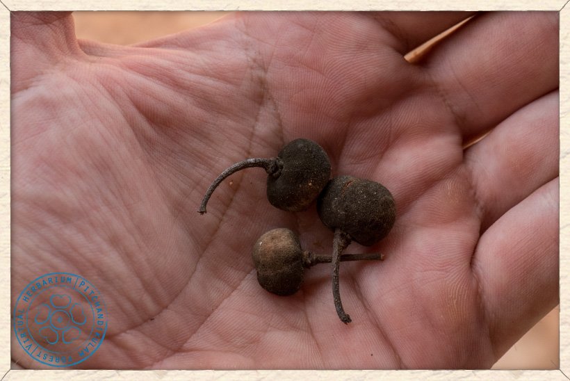 Grewia carpinifolia ripe fruits