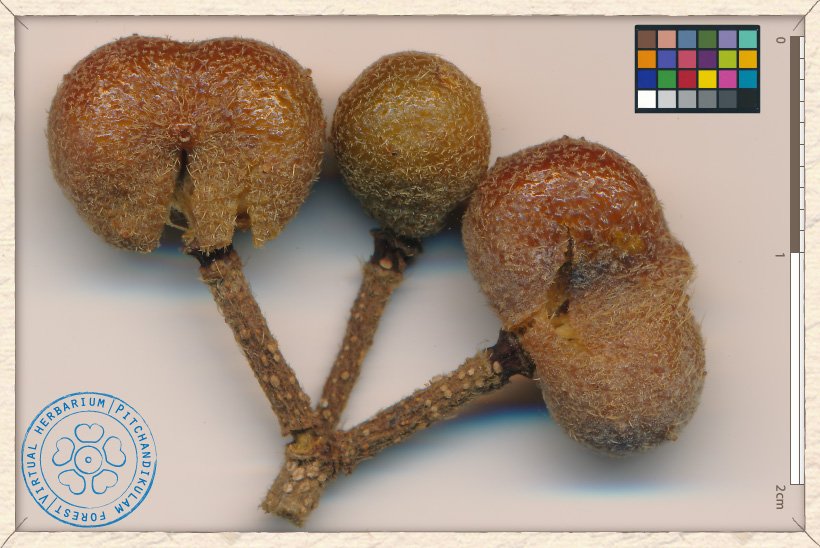 Grewia flavescens ripe fruits