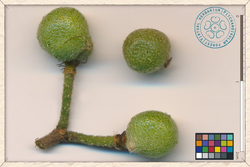 Grewia flavescens unripe fruits