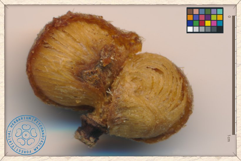 Grewia flavescens ripe fruit fibrous pulp