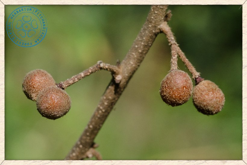 Grewia flavescens branch bearing fruits