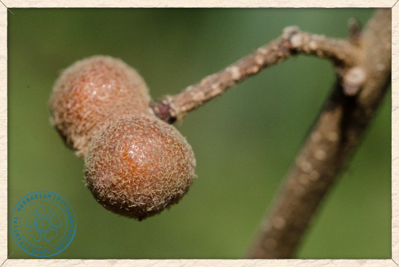 Grewia flavescens ripe fruit