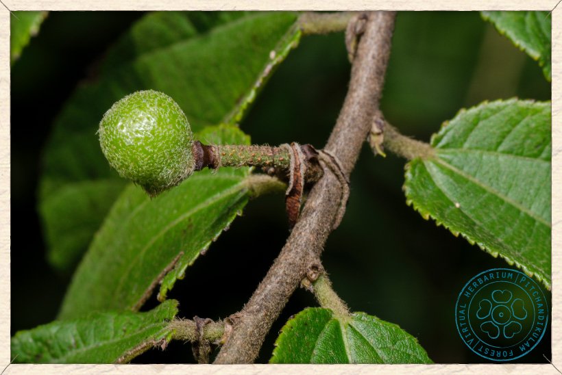 Grewia flavescens unripe fruit