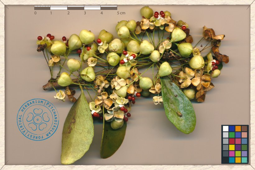 Gymnosporia emarginata fruiting branchlet (ripe fruits)