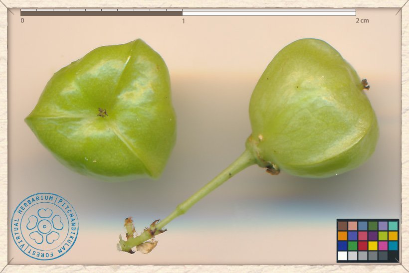 Gymnosporia emarginata fruiting branchlet (unripe fruits)