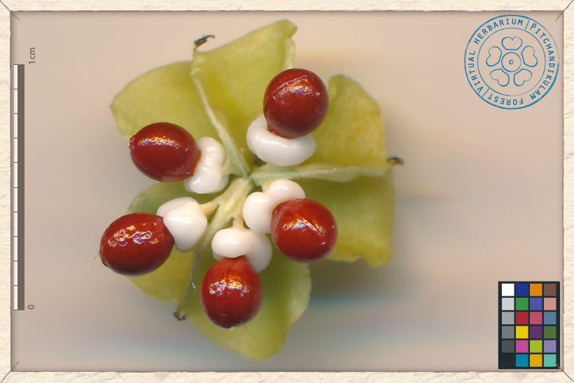 Gymnosporia emarginata open fruit