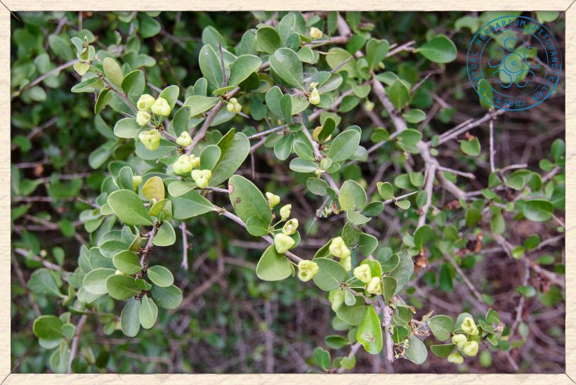 Gymnosporia emarginata unripe fruit on stem