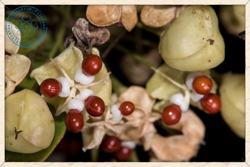 Gymnosporia emarginata fruits